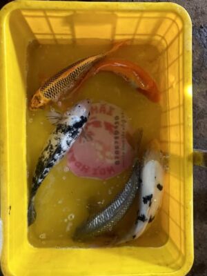 Cá Koi Đẹp Khỏe Giá Hợp Lí Tại Đà Nẵng – Cá Koi Chất Lượng Cho Hồ Sân Vườn 17 619031787 1449752113423900 6789043778080690485 n