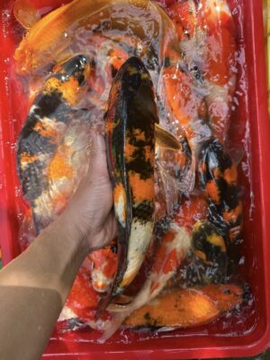 Cá Koi Lai F1 Màu Đẹp Độc Lạ Tại Đà Nẵng Cho Hồ Cá Sân Vườn 17 621954721 1459757952423316 2322111104013583824 n