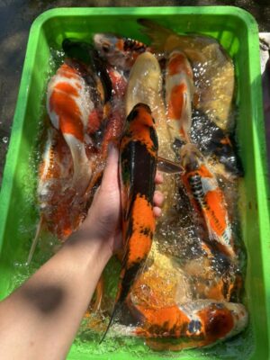 Cá Koi Lai F1 Màu Đẹp Độc Lạ Tại Đà Nẵng Cho Hồ Cá Sân Vườn 15 622783010 1459757149090063 4092900984999617098 n