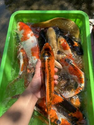 Cá Koi Lai F1 Màu Đẹp Độc Lạ Tại Đà Nẵng Cho Hồ Cá Sân Vườn 14 624557141 1459757219090056 5445383952467612599 n