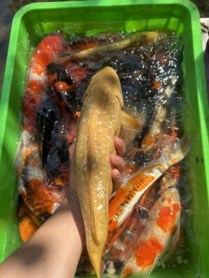 Cá Koi Lai F1 Màu Đẹp Độc Lạ Tại Đà Nẵng Cho Hồ Cá Sân Vườn 13 625075457 1459757539090024 6567930871675562977 n