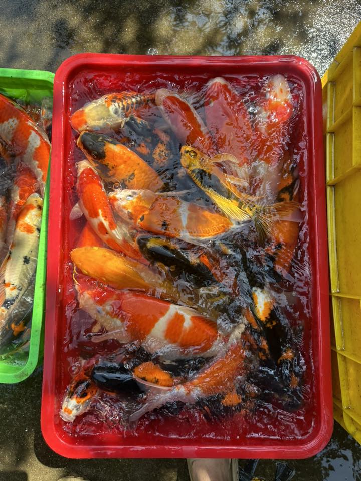 Cá Koi Lai F1 Màu Đẹp Độc Lạ Tại Đà Nẵng Cho Hồ Cá Sân Vườn 21 625348421 1459757415756703 6736567054070380480 n