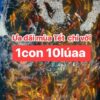Cá Koi Chỉ Với 10 Nghìn Đồng 1 Con Đẹp Khỏe Tại Đà Nẵng