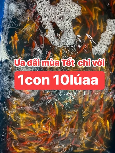 Cá Koi Chỉ Với 10 Nghìn Đồng 1 Con Đẹp Khỏe Tại Đà Nẵng 28 626438655 1465813411817770 4929505883170289574 n