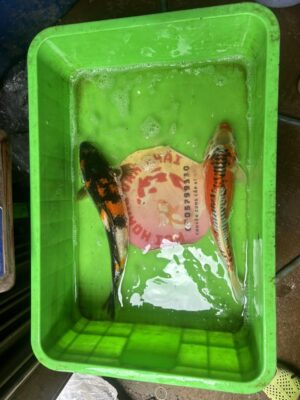 Cá Koi Đẹp Khỏe Giá Hợp Lí Tại Đà Nẵng – Cá Koi Chất Lượng Cho Hồ Sân Vườn 14 627691314 1466434671755644 2414276697521339419 n