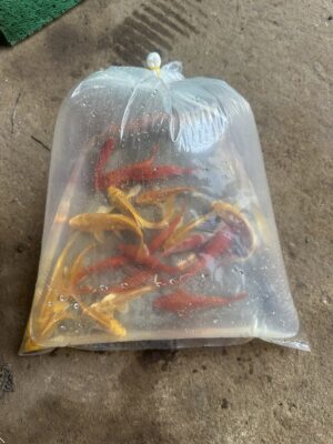 Cá Koi Chỉ Với 10 Nghìn Đồng 1 Con Đẹp Khỏe Tại Đà Nẵng 13 627718279 1465813505151094 2217707504648850044 n