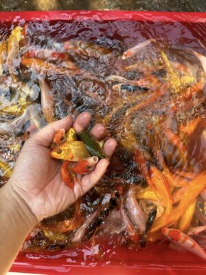 Cá Koi Chỉ Với 10 Nghìn Đồng 1 Con Đẹp Khỏe Tại Đà Nẵng 18 699929012 1545686843830426 1264437522493984310 n