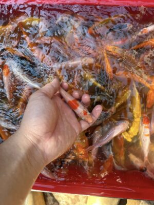 Cá Koi Chỉ Với 10 Nghìn Đồng 1 Con Đẹp Khỏe Tại Đà Nẵng 20 700063830 1545686823830428 148112384284742684 n
