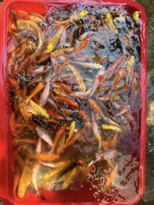 Cá Koi Chỉ Với 10 Nghìn Đồng 1 Con Đẹp Khỏe Tại Đà Nẵng 17 700092305 1545686817163762 4811475986308114875 n