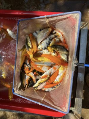 Cá Koi Chỉ Với 10 Nghìn Đồng 1 Con Đẹp Khỏe Tại Đà Nẵng 21 700092459 1545686880497089 579540590994608765 n